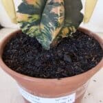 ASTROPHYTUM cv KIKKO "Variegata" Nº 967 – vaso 15