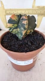 ASTROPHYTUM cv KIKKO "Variegata" Nº 967 – vaso 15