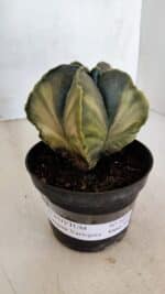 ASTROPHYTUM MYRIOSTIGMA "Variegata" Nº 1021 – vaso 11 - Imagem 2