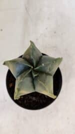 ASTROPHYTUM MYRIOSTIGMA "Variegata" Nº 1021 – vaso 11 - Imagem 3