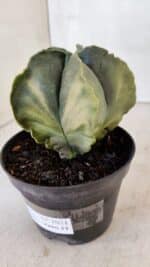 ASTROPHYTUM MYRIOSTIGMA "Variegata" Nº 1021 – vaso 11 - Imagem 8