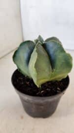 ASTROPHYTUM MYRIOSTIGMA "Variegata" Nº 1021 – vaso 11 - Imagem 7