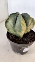 ASTROPHYTUM MYRIOSTIGMA "Variegata" Nº 1021 – vaso 11 - Imagem 6