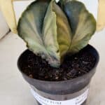 ASTROPHYTUM MYRIOSTIGMA "Variegata" Nº 1021 – vaso 11