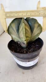 ASTROPHYTUM MYRIOSTIGMA "Variegata" Nº 1021 – vaso 11