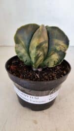 ASTROPHYTUM MYRIOSTIGMA "Variegata" Nº 1022 – vaso 11 - Imagem 2