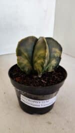 ASTROPHYTUM MYRIOSTIGMA "Variegata" Nº 1022 – vaso 11 - Imagem 10