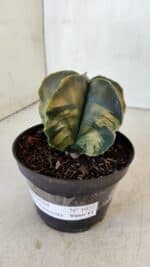 ASTROPHYTUM MYRIOSTIGMA "Variegata" Nº 1022 – vaso 11 - Imagem 9