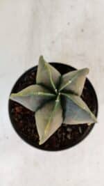 ASTROPHYTUM MYRIOSTIGMA "Variegata" Nº 1022 – vaso 11 - Imagem 3