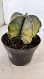 ASTROPHYTUM MYRIOSTIGMA "Variegata" Nº 1022 – vaso 11 - Imagem 6