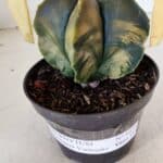 ASTROPHYTUM MYRIOSTIGMA "Variegata" Nº 1022 – vaso 11