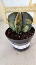 ASTROPHYTUM MYRIOSTIGMA "Variegata" Nº 1022 – vaso 11