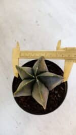 ASTROPHYTUM MYRIOSTIGMA "Variegata" Nº 1022 – vaso 11 - Imagem 5