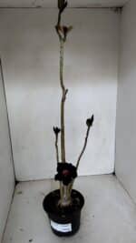 Planta Simples 2719 – 35cm – 03 anos - Imagem 2