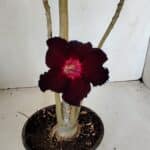 Planta Simples 2719 – 35cm – 03 anos