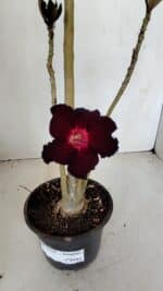 Planta Simples 2719 – 35cm – 03 anos