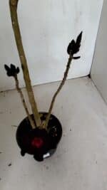 Planta Simples 2719 – 35cm – 03 anos - Imagem 7