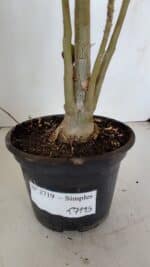 Planta Simples 2719 – 35cm – 03 anos - Imagem 6