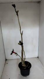 Planta Simples 2719 – 35cm – 03 anos - Imagem 4