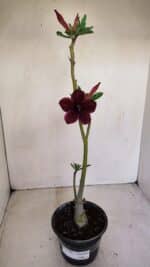 Planta Simples 2780 – 30cm – 02 anos - Imagem 2