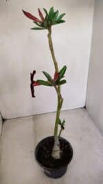 Planta Simples 2780 – 30cm – 02 anos - Imagem 6