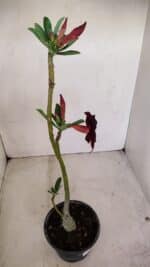 Planta Simples 2780 – 30cm – 02 anos - Imagem 5