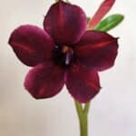 Planta Simples 2780 – 30cm – 02 anos