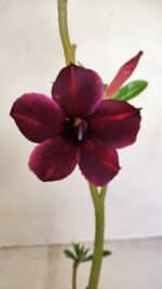 Planta Simples 2780 – 30cm – 02 anos