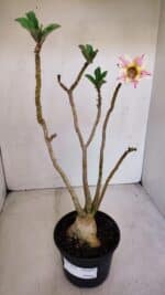 Planta Simples 2932 – 35cm – 03 anos - Imagem 2