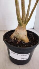 Planta Simples 2932 – 35cm – 03 anos - Imagem 6