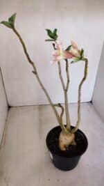 Planta Simples 2932 – 35cm – 03 anos - Imagem 5