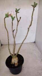 Planta Simples 2932 – 35cm – 03 anos - Imagem 4