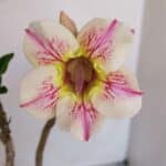 Planta Simples 2932 – 35cm – 03 anos