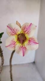 Planta Simples 2932 – 35cm – 03 anos