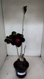 Planta Simples 2981 – 35cm – 03 anos - Imagem 2