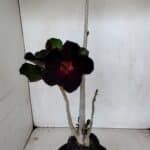 Planta Simples 2981 – 35cm – 03 anos