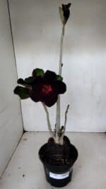 Planta Simples 2981 – 35cm – 03 anos