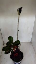 Planta Simples 2981 – 35cm – 03 anos - Imagem 9