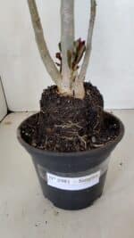 Planta Simples 2981 – 35cm – 03 anos - Imagem 8