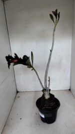 Planta Simples 2981 – 35cm – 03 anos - Imagem 7