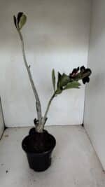 Planta Simples 2981 – 35cm – 03 anos - Imagem 6