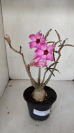 Planta Simples 3039 – 30cm – 03 anos - Imagem 2