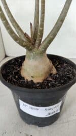 Planta Simples 3039 – 30cm – 03 anos - Imagem 8