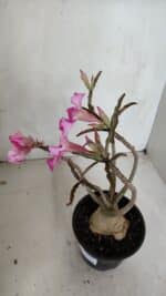 Planta Simples 3039 – 30cm – 03 anos - Imagem 7