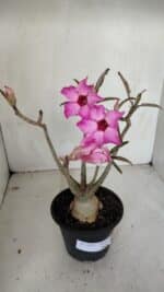 Planta Simples 3039 – 30cm – 03 anos - Imagem 5