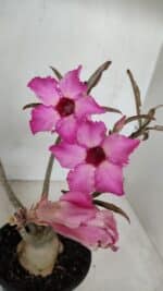 Planta Simples 3039 – 30cm – 03 anos