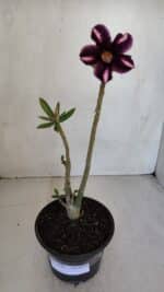 Planta Simples 3080 – 30cm – 02 anos - Imagem 2