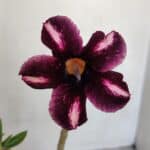 Planta Simples 3080 – 30cm – 02 anos