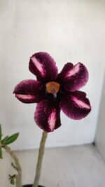 Planta Simples 3080 – 30cm – 02 anos