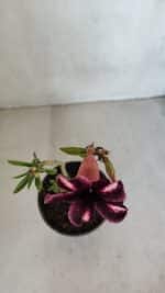 Planta Simples 3080 – 30cm – 02 anos - Imagem 4